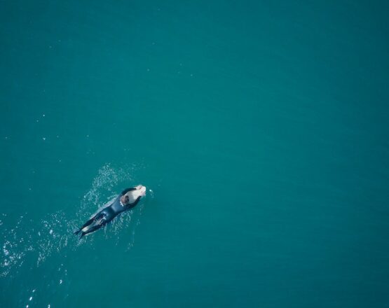 surfing at folly beach