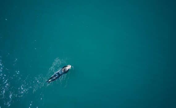surfing at folly beach
